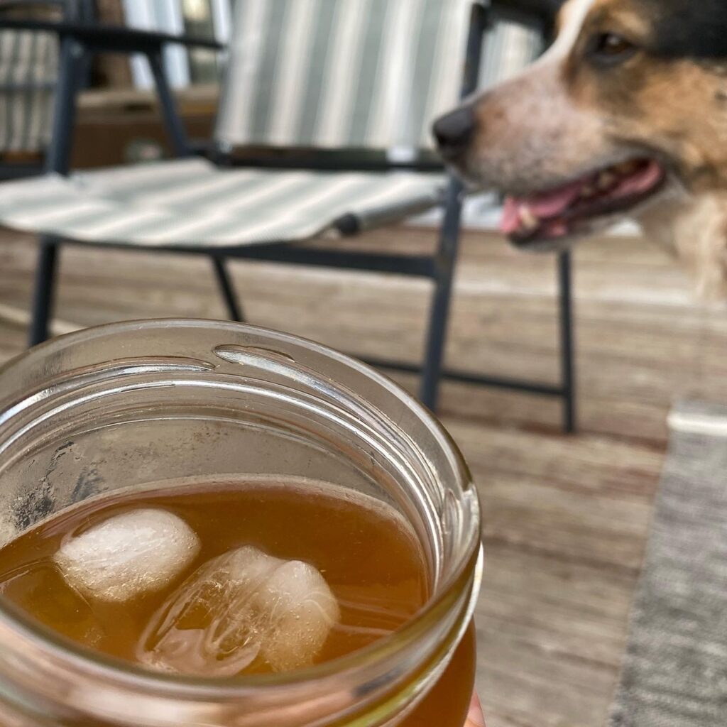 drink and dog